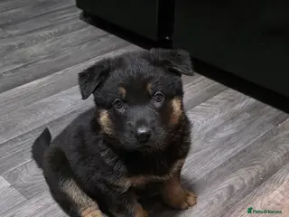 German Shepherd dogs German Shepherd puppies for sale - Advert 17