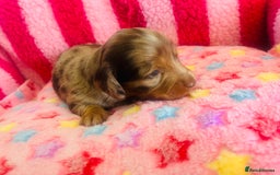 Miniature Dachshund dogs for sale: Stunning minature dachshund puppies - Image 13