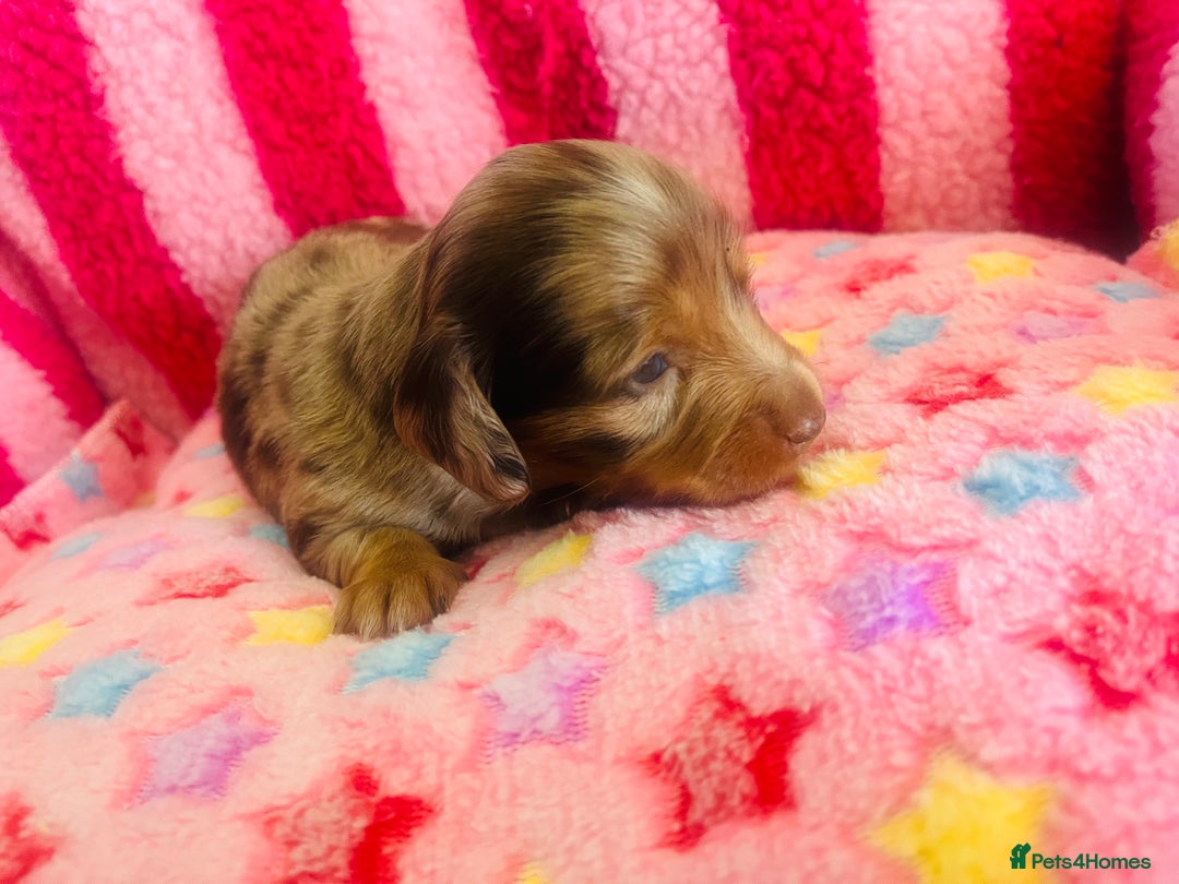 Miniature Dachshund dogs for sale: Stunning minature dachshund puppies - Image 13
