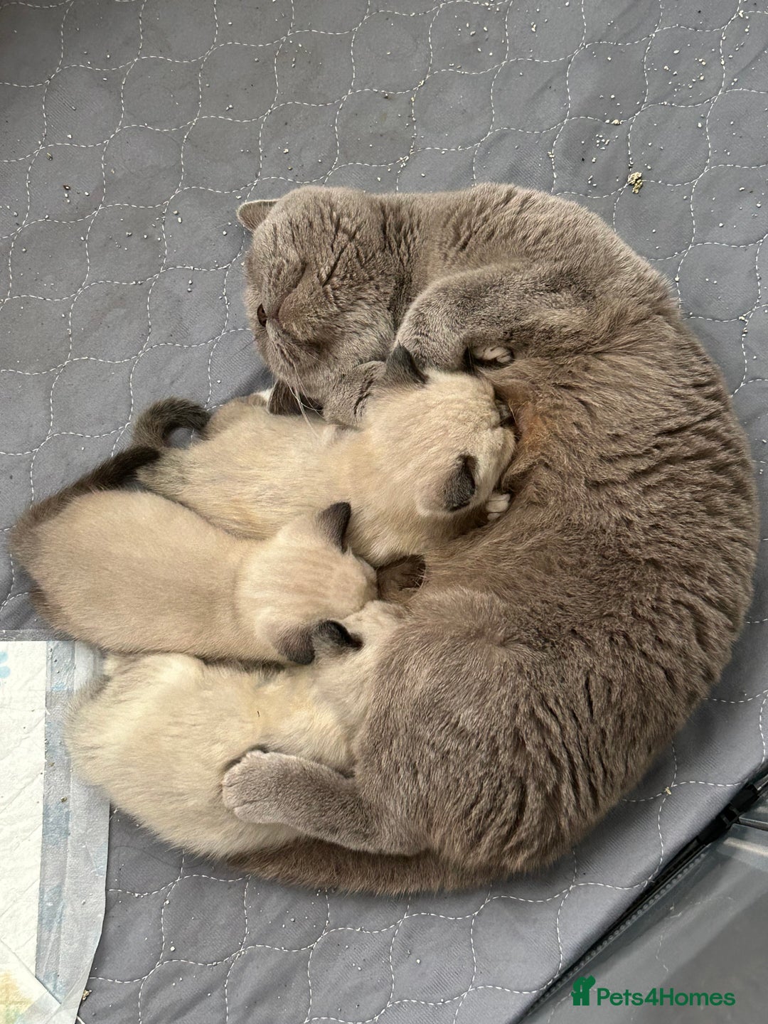 British Shorthair cats for sale: TICA Active BSH Colourpoint Kittens - Advert 4