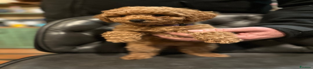 MINIATURE POODLE PUPPY GIRL CHARLOTTE 