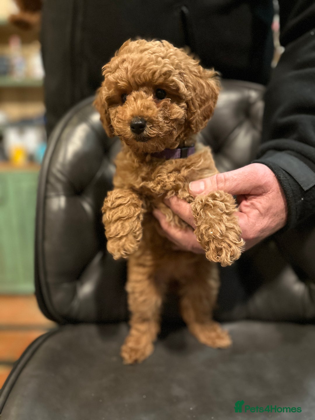 Mixed Breed dogs for sale: 5 BEAUTIFUL POODLE PUPPIES ONE GIRL 4 BOYS  - Advert 3