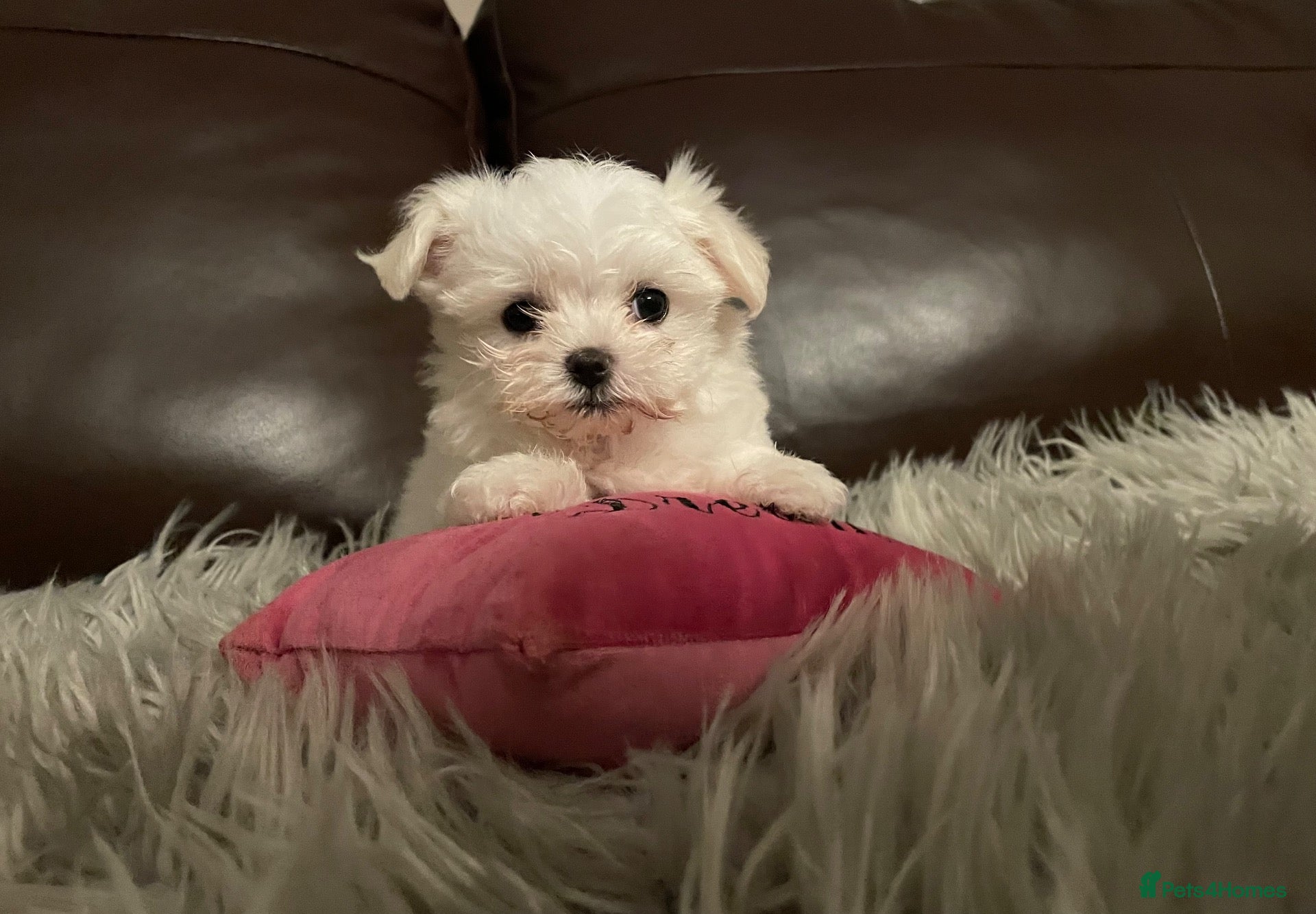 Maltese dogs Beautiful KC reg.Maltese girl available  - Advert 13