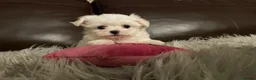 Maltese dogs for sale: Last Beautiful KC Registered Maltese Girl - Advert 3