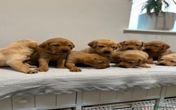 Labrador Retriever dogs for sale: Beautiful fox red puppies  - Image 9