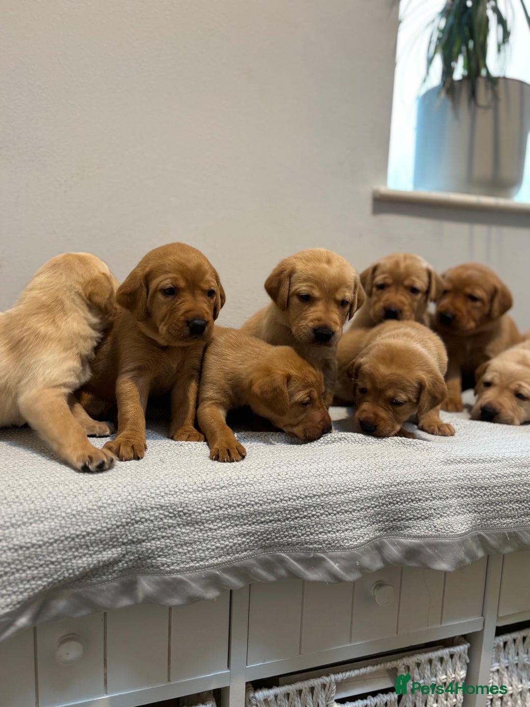 Labrador Retriever dogs for sale: Beautiful fox red puppies  - Image 9