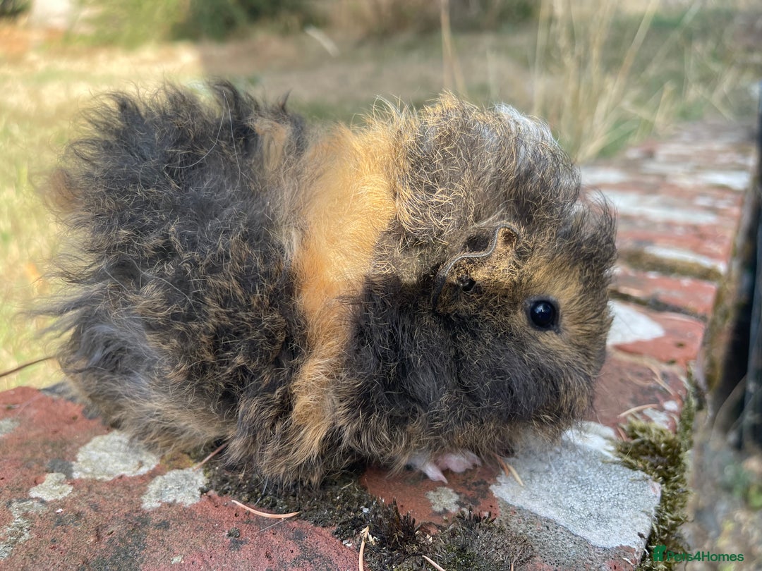 Guinea Pig rodents for sale: Baby Guinea Pigs for sale  - Image 16