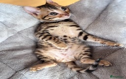 Bengal cats for sale: TICA Reg Bengal Kittens - Ready next month 🐾 - Image 25