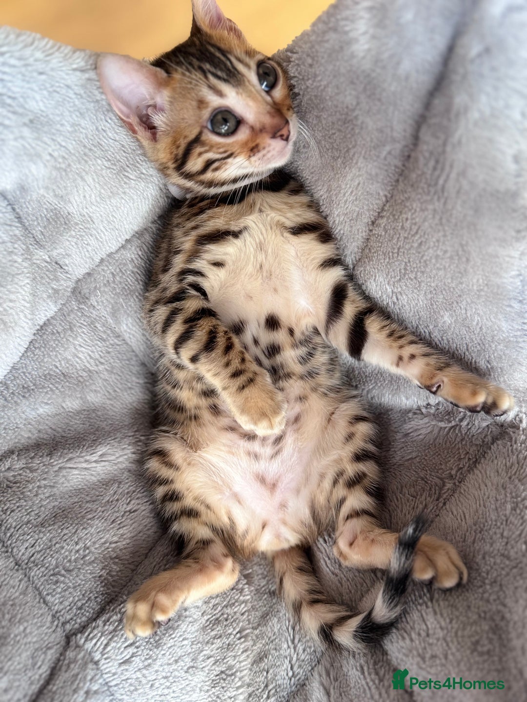 Bengal cats for sale: TICA Reg Bengal Kittens - Ready next month 🐾 - Image 25