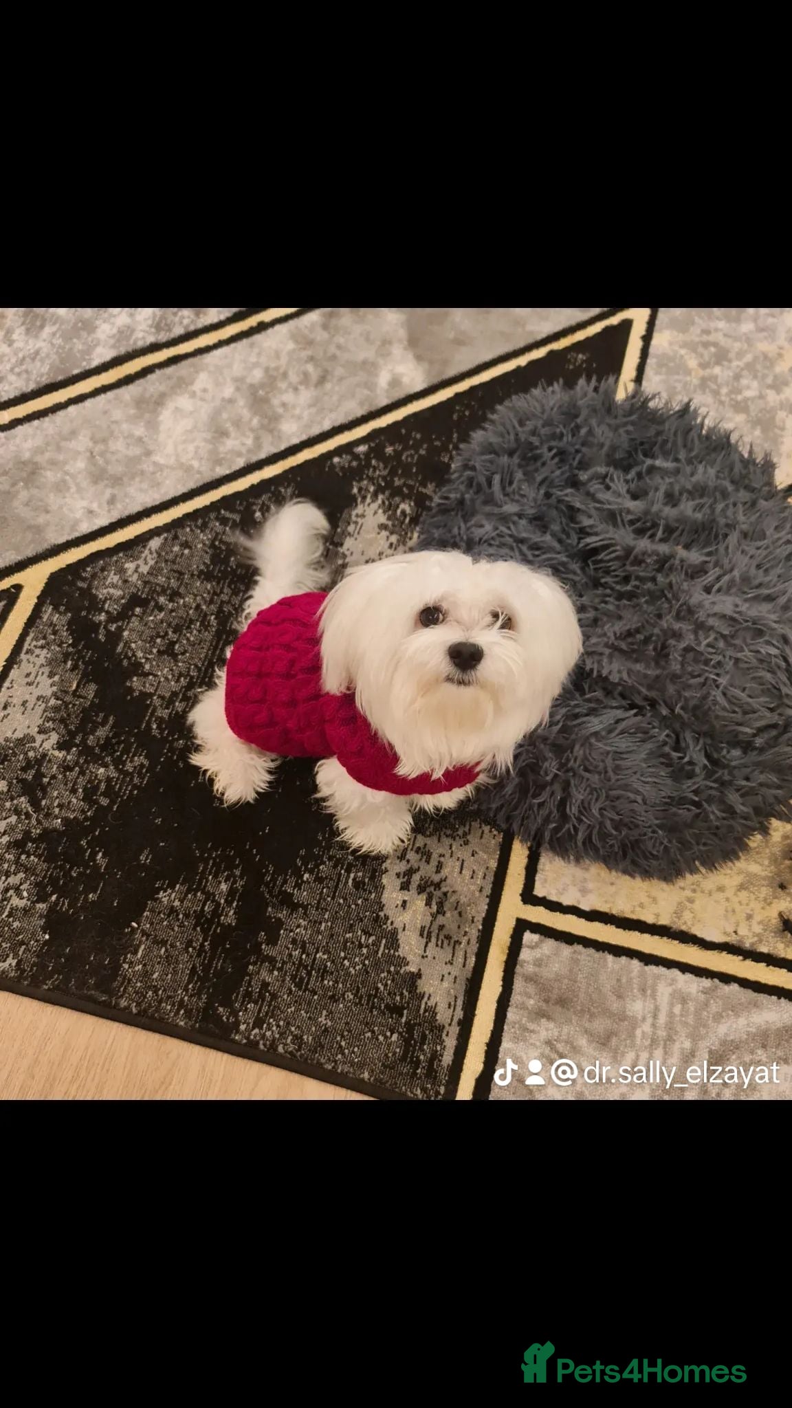 Bichon Frise dogs Bichon Maltese - Advert 2