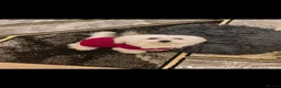 Bichon Frise dogs for sale: Bichon Maltese in Abbots Langley - Advert 1