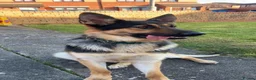 German Shepherd dogs for sale: German shepherd for rehoming in Liverpool - Advert 3