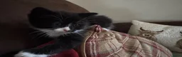 Mixed Breed cats for sale: Kittens for sale - Advert 8