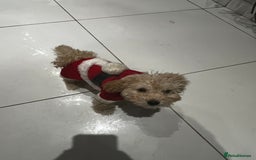 Toy Poodle dogs for sale: Pure bred Toy poodle (price is negotiable) - Image 4