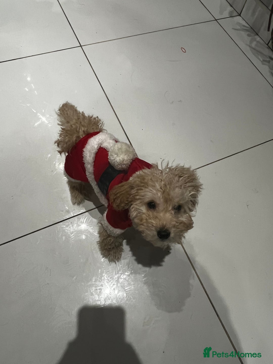Toy Poodle dogs for sale: Pure bred Toy poodle (price is negotiable) - Image 4