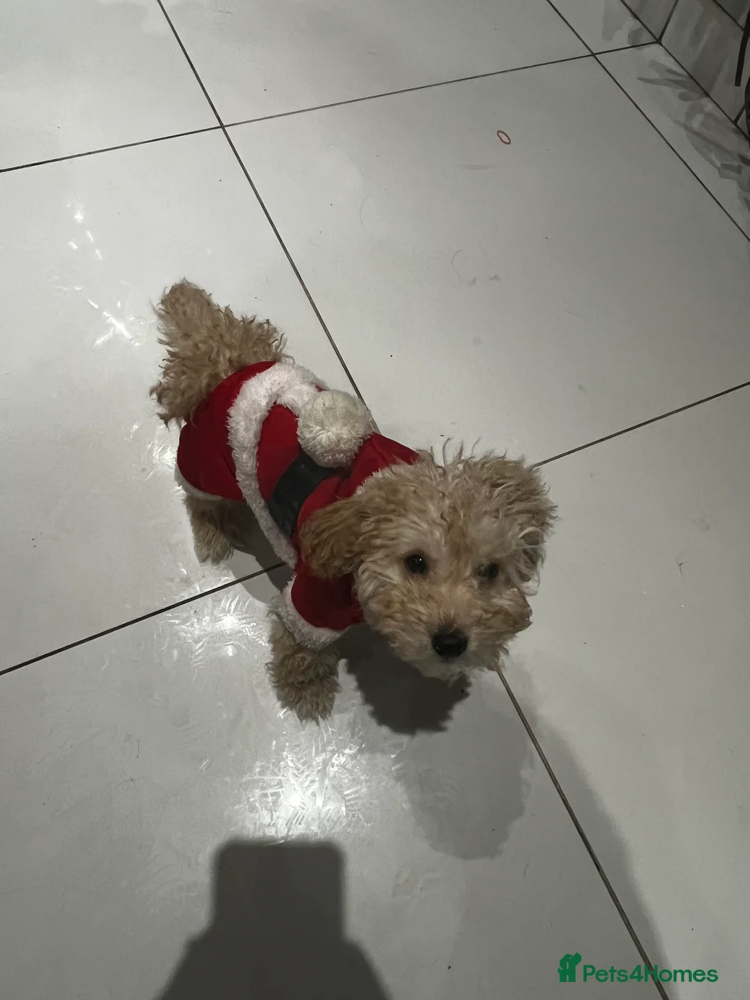 Toy Poodle dogs for sale: Pure bred Toy poodle (rehome)! - Advert 4