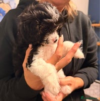 Cavapoo dogs READY NOW Female Cavapoo health tested parents - Advert 2