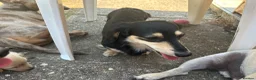 Miniature Dachshund dogs for sale: KC miniature dachshunds - Advert 5