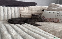 Scottish Fold cats for sale: Two straight gorgeous Boys 🐾 - Image 6