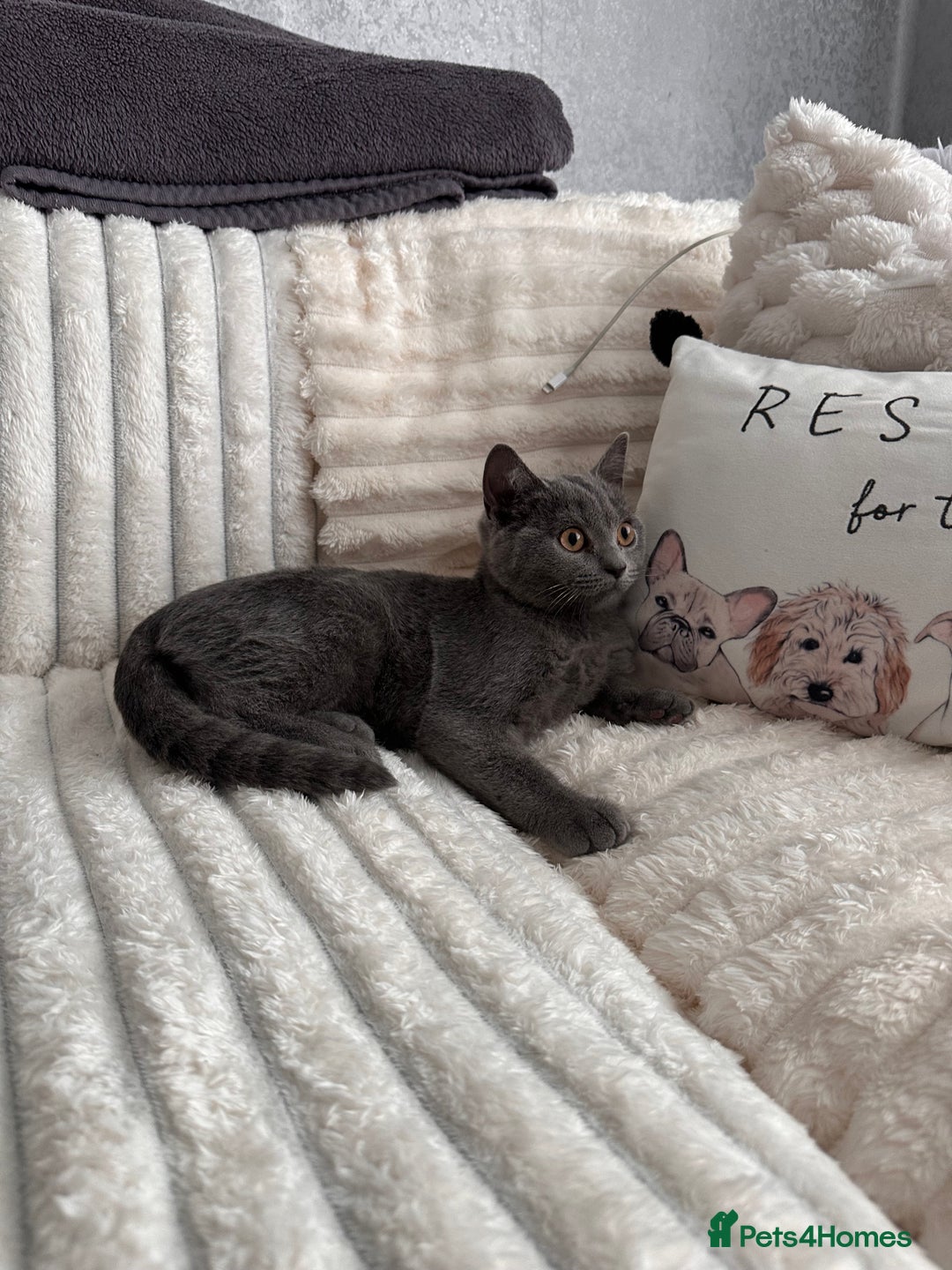 Scottish Fold cats for sale: Two straight gorgeous Boys 🐾 - Image 6