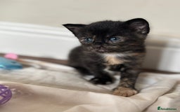 Maine Coon cats for sale: 5 bengal/maine coon kittens - Image 11