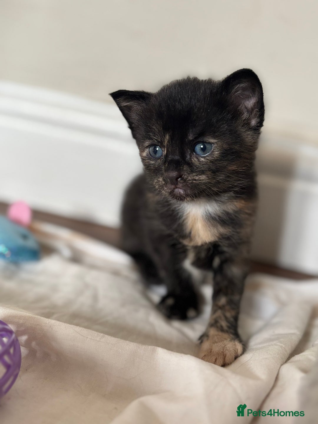Maine Coon cats for sale: 5 bengal/maine coon kittens - Image 11
