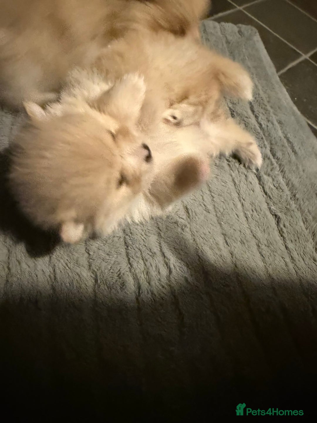 Pomeranian dogs for sale: Two Male Pomeranian’s!  - Advert 8