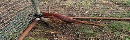 Pheasants poultry for sale: Ringneck Pheasant Cock Birds - Advert 2