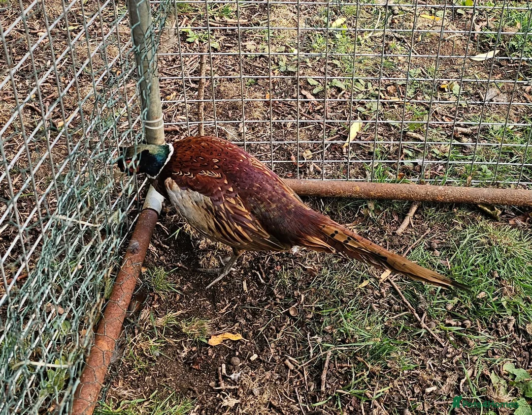 Pheasants poultry for sale: Ringneck Pheasant Cock Birds - Advert 2