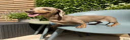 Miniature Dachshund dogs for sale: Stunning miniature dachshund puppies  in Sittingbourne - Advert 12