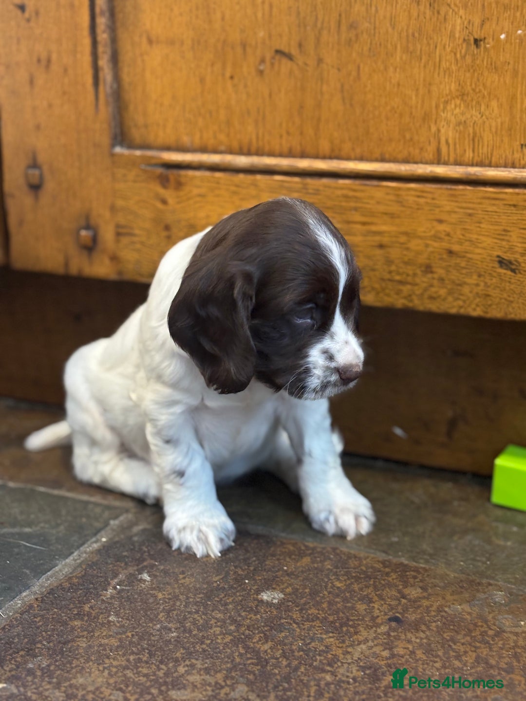 Cocker Spaniel dogs for sale: READY NOW lovely cocker spaniel pups  - Advert 3