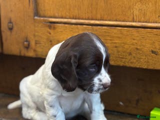 Cocker Spaniel dogs READY NOW lovely cocker spaniel pups - Advert 6