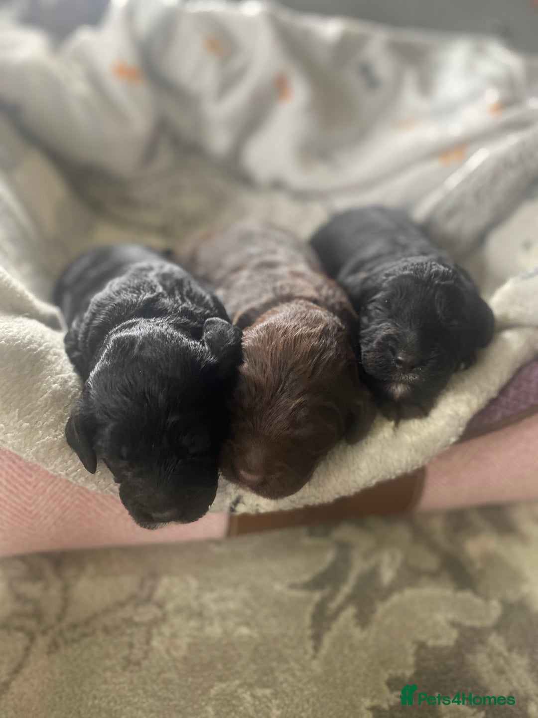 Sproodle dogs for sale: sproodle puppies - Image 2