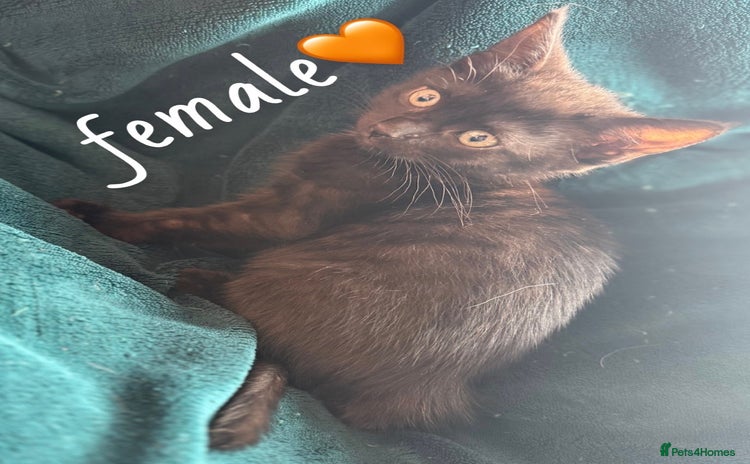Mixed Breed cats - Advert 14