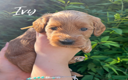 Cockapoo dogs for sale: Stunning Mini/Medium Cockapoo Puppies - Image 7