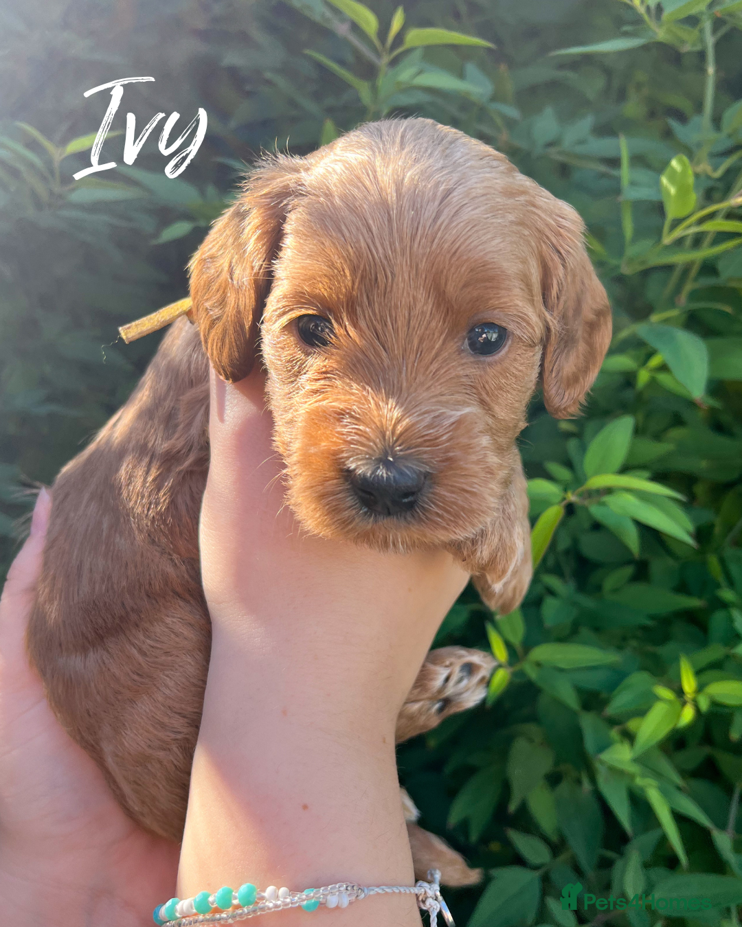 Cockapoo dogs for sale: Stunning Mini/Medium Cockapoo Puppies - Image 7