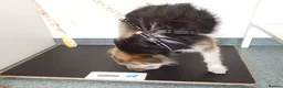 Mixed Breed dogs for adoption: BEN's Journey to Safety - Advert 24