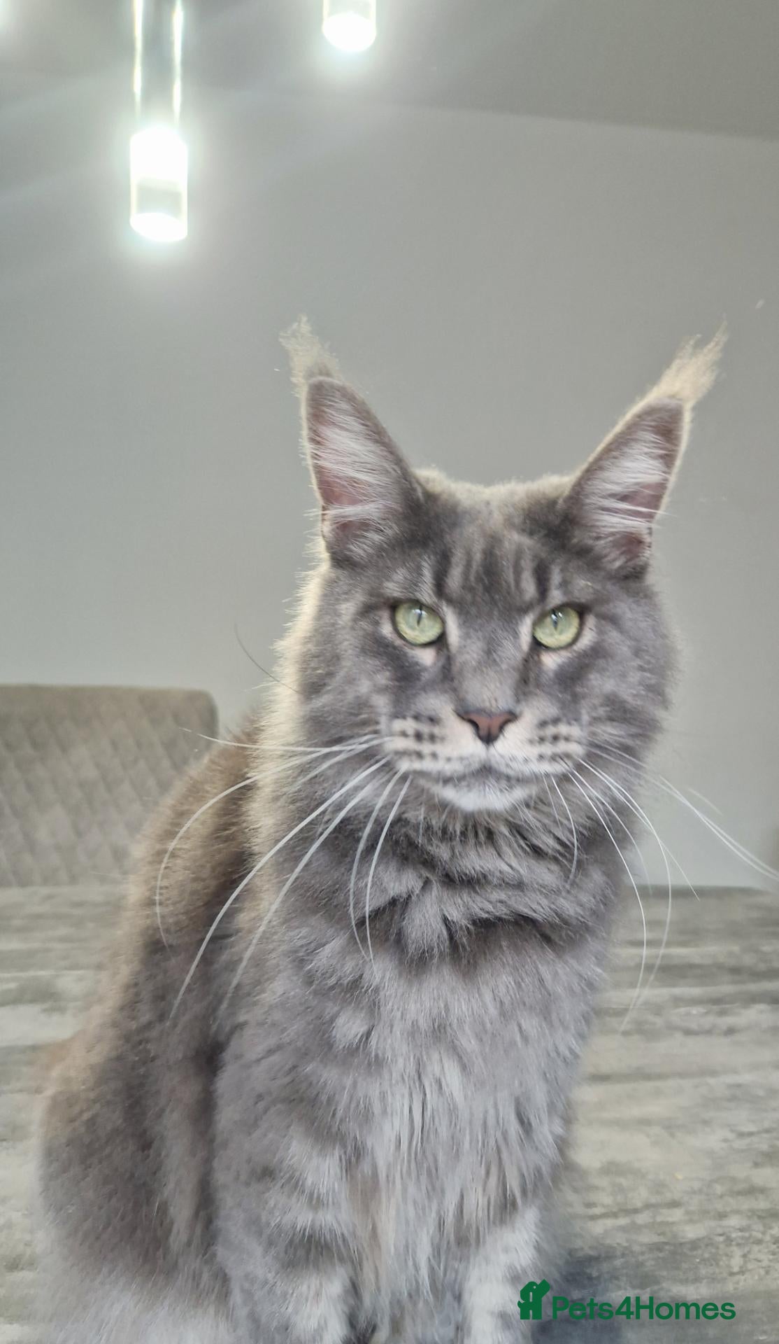 Maine Coon cats Maine coon  - Advert 16