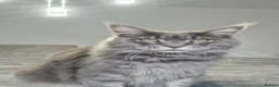Maine Coon cats for sale: Maine coon  - Advert 1