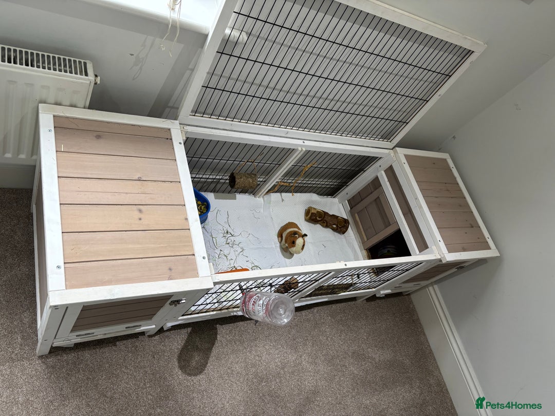 Guinea Pig rodents for sale: Our handsome boy marshmallow with cage, hay, food - Advert 5