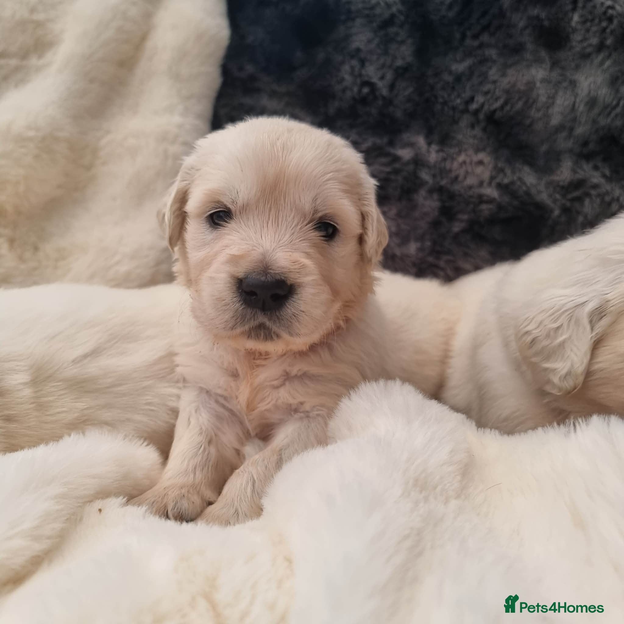 Golden Retriever dogs KC Golden Retriever Puppies – Waiting List Open - Advert 2