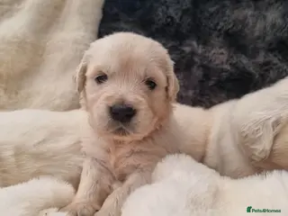 Golden Retriever dogs KC Golden Retriever Puppies – Waiting List Open - Advert 1
