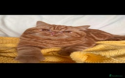 British Shorthair cats for stud: Cinnamon PROVEN Polish import / gccf champion  - Image 2