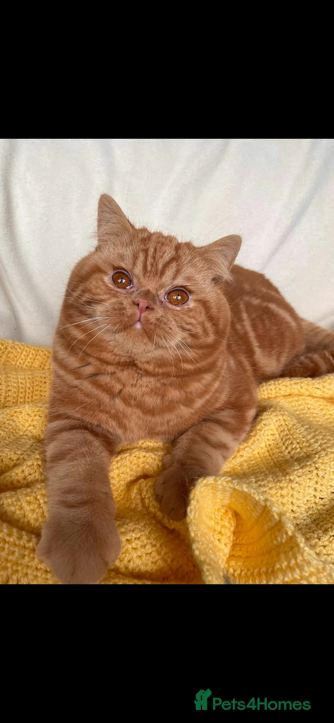 British Shorthair cats for stud: Cinnamon PROVEN Polish import / gccf champion  - Advert 2