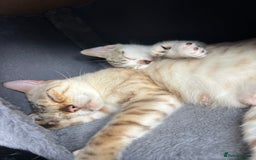 Mixed Breed cats for sale: Ready! Snow Bengal/Seal Lynx X Kittens  - Image 16