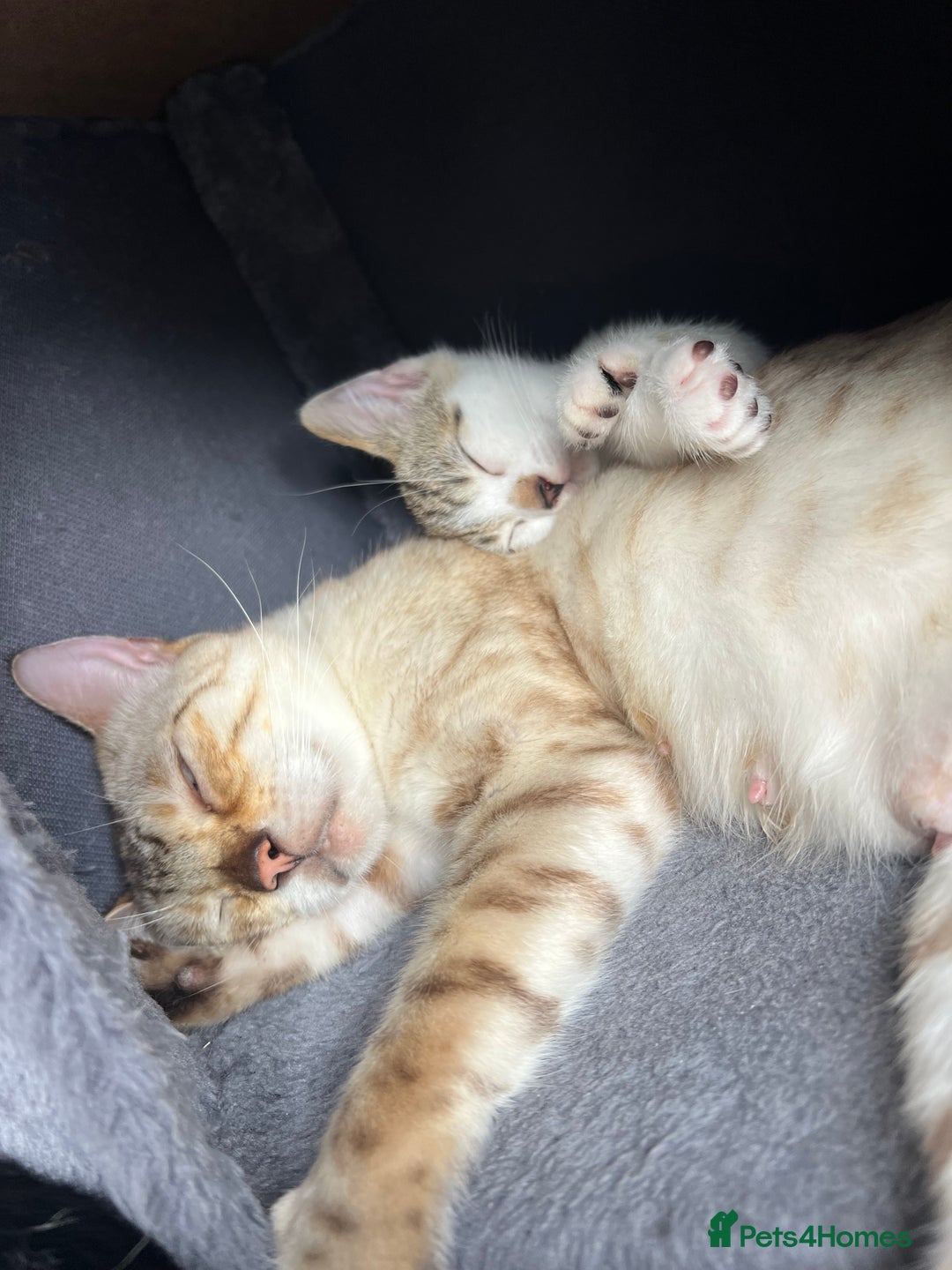 Mixed Breed cats for sale: Ready! Snow Bengal/Seal Lynx X Kittens  - Image 16