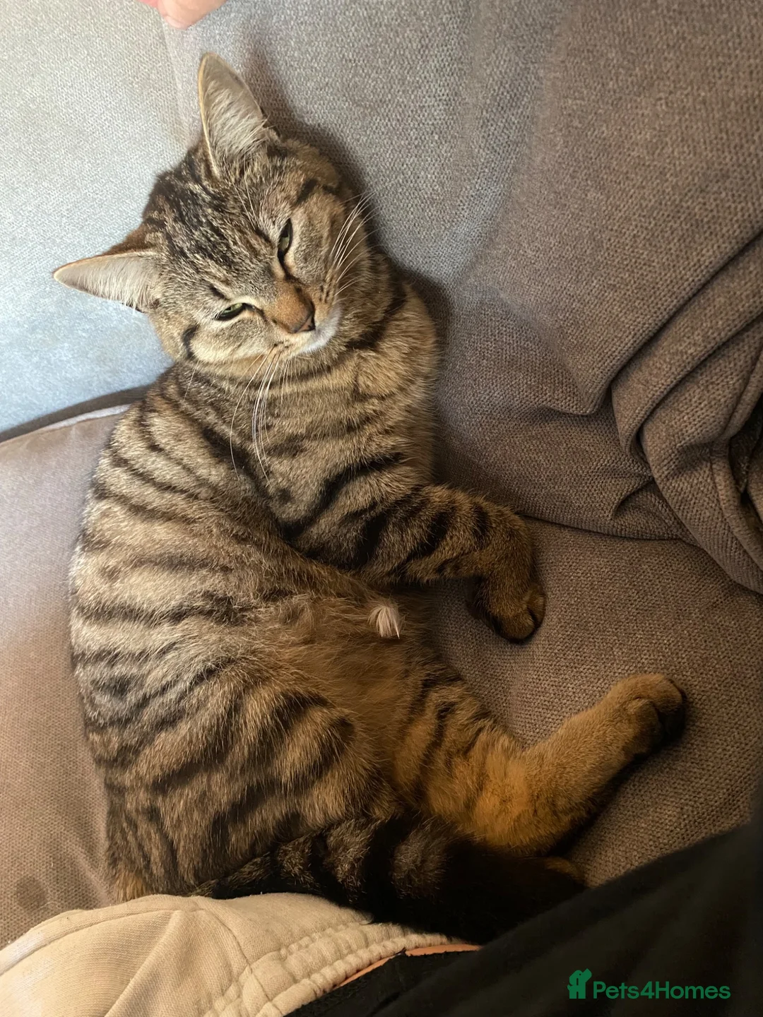 Mixed Breed cats for sale: Rehoming my cat  - Advert 2