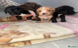 Cocker Spaniel dogs for sale: Cocker spaniel puppies for sale  - Image 7