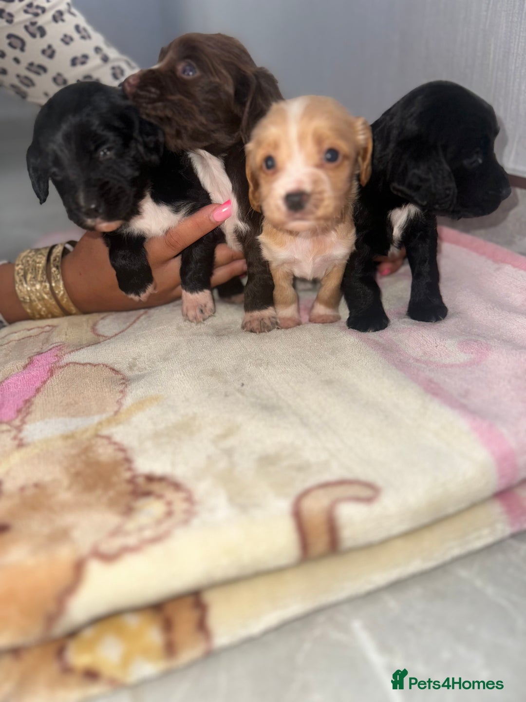 Cocker Spaniel dogs for sale: Cocker spaniel puppies for sale  - Image 7