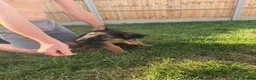 German Shepherd dogs for sale: German Shepard puppies  - Advert 9